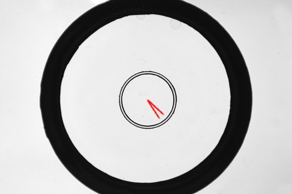 [ Diatomeentestpräparat ]